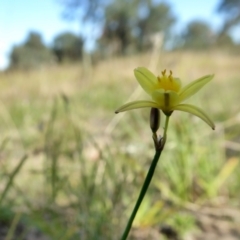 Tricoryne elatior at Yass River, NSW - 26 Feb 2021