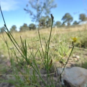 Tricoryne elatior at Yass River, NSW - 26 Feb 2021