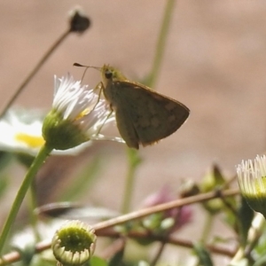 Ocybadistes walkeri at Aranda, ACT - 27 Feb 2021 03:15 PM