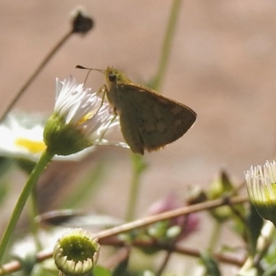 Ocybadistes walkeri (Green Grass-dart) at Aranda, ACT - 27 Feb 2021 by KMcCue