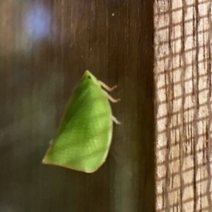 Siphanta sp. (genus) at Aranda, ACT - 27 Feb 2021 06:05 PM