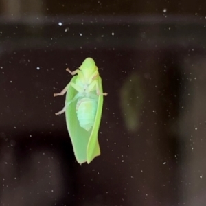 Siphanta sp. (genus) at Aranda, ACT - 27 Feb 2021