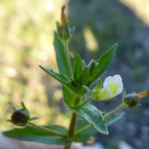 Gratiola pedunculata at Yass River, NSW - 22 Feb 2021