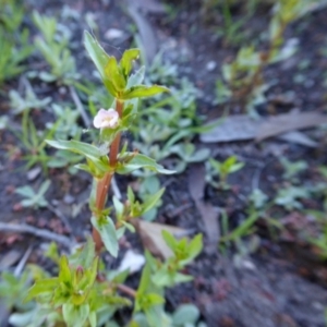 Gratiola pedunculata at Yass River, NSW - 22 Feb 2021 05:08 PM