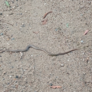 Pseudonaja textilis at Tharwa, ACT - 27 Feb 2021