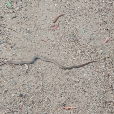Pseudonaja textilis (Eastern Brown Snake) at Tharwa, ACT - 27 Feb 2021 by michaelb