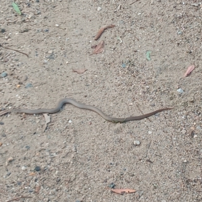 Pseudonaja textilis (Eastern Brown Snake) at Point Hut to Tharwa - 27 Feb 2021 by MichaelBedingfield