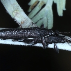Rhinotia sparsa (A belid weevil) at Majura, ACT - 26 Feb 2021 by jbromilow50