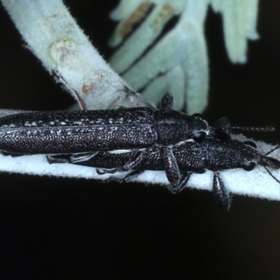 Rhinotia sparsa (A belid weevil) at Majura, ACT - 26 Feb 2021 by jb2602