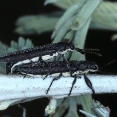 Rhinotia sparsa at Majura, ACT - 26 Feb 2021