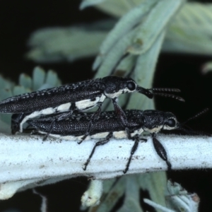 Rhinotia sparsa at Majura, ACT - 26 Feb 2021 03:59 PM