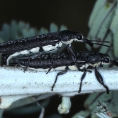 Rhinotia sparsa at Majura, ACT - 26 Feb 2021 03:59 PM