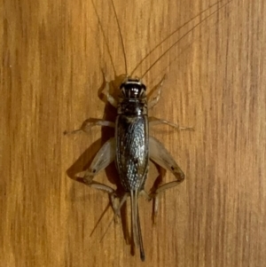 Lepidogryllus sp. (genus) at Murrumbateman, NSW - 27 Feb 2021