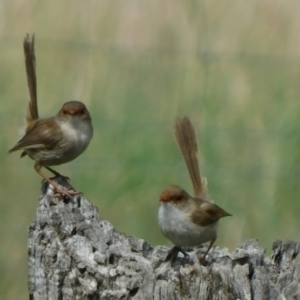 Malurus cyaneus at Symonston, ACT - 27 Feb 2021