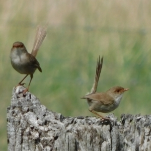 Malurus cyaneus at Symonston, ACT - 27 Feb 2021