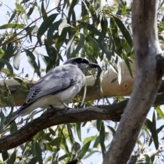 Coracina novaehollandiae (Black-faced Cuckooshrike) at Acton, ACT - 11 Feb 2021 by AlisonMilton