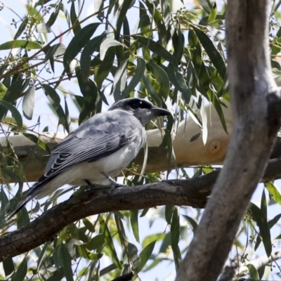 Coracina novaehollandiae (Black-faced Cuckooshrike) at Acton, ACT - 11 Feb 2021 by AlisonMilton