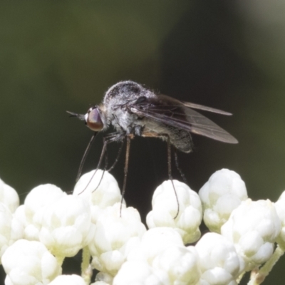 Geron nigralis (Slender bee fly) at Downer, ACT - 11 Feb 2021 by AlisonMilton