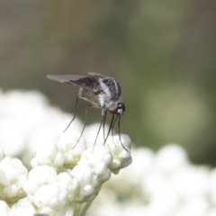 Geron nigralis at Downer, ACT - 11 Feb 2021