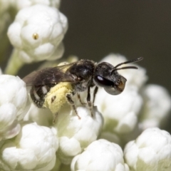 Lasioglossum (Chilalictus) sp. (genus & subgenus) (Halictid bee) at Downer, ACT - 11 Feb 2021 by AlisonMilton