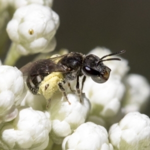 Lasioglossum (Chilalictus) sp. (genus & subgenus) at Downer, ACT - 11 Feb 2021