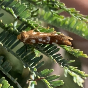 Palimmeces habrophanes at Murrumbateman, NSW - 27 Feb 2021