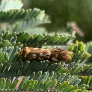 Palimmeces habrophanes at Murrumbateman, NSW - 27 Feb 2021