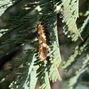 Palimmeces habrophanes at Murrumbateman, NSW - 27 Feb 2021