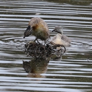 Poliocephalus poliocephalus at Monash, ACT - suppressed