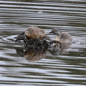 Poliocephalus poliocephalus at Monash, ACT - suppressed