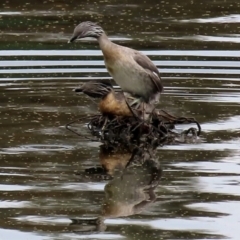 Poliocephalus poliocephalus at Monash, ACT - suppressed