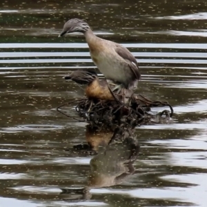 Poliocephalus poliocephalus at Monash, ACT - 27 Feb 2021