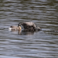 Poliocephalus poliocephalus at Monash, ACT - suppressed