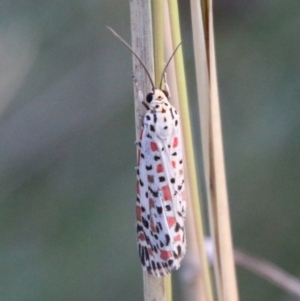 Utetheisa pulchelloides at Hughes, ACT - 27 Feb 2021