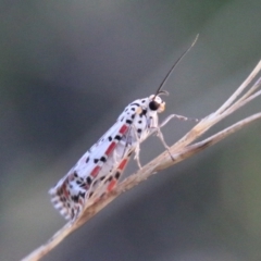 Utetheisa pulchelloides at Hughes, ACT - 27 Feb 2021 05:50 PM