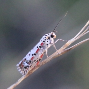 Utetheisa pulchelloides at Hughes, ACT - 27 Feb 2021 05:50 PM