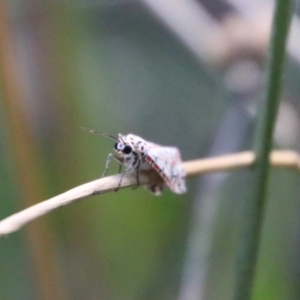 Utetheisa pulchelloides at Hughes, ACT - 27 Feb 2021 05:50 PM