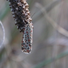 Utetheisa pulchelloides at Hughes, ACT - 27 Feb 2021 05:50 PM