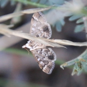 Nacoleia rhoeoalis at Hughes, ACT - 27 Feb 2021 05:35 PM