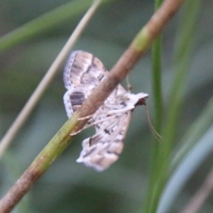 Nacoleia rhoeoalis at Hughes, ACT - 27 Feb 2021 05:35 PM