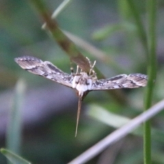 Nacoleia rhoeoalis at Hughes, ACT - 27 Feb 2021 05:35 PM