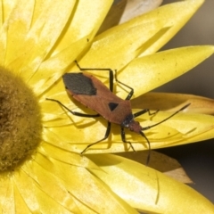 Aulacosternum nigrorubrum (Coreid bug) at ANBG - 10 Nov 2020 by AlisonMilton