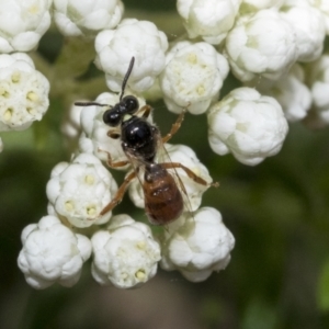 Exoneura sp. (genus) at Downer, ACT - 11 Feb 2021