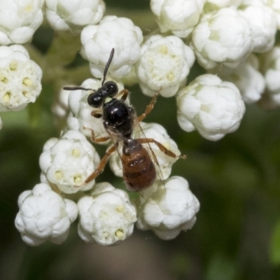 Exoneura sp. (genus) (A reed bee) at Downer, ACT - 11 Feb 2021 by AlisonMilton