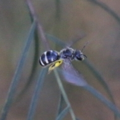 Lasioglossum (Chilalictus) sp. (genus & subgenus) (Halictid bee) at Hughes, ACT - 27 Feb 2021 by LisaH