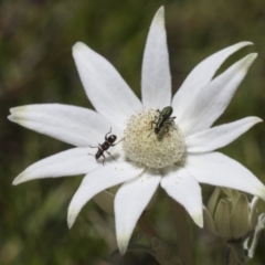 Eleale aspera (Clerid beetle) at Acton, ACT - 10 Nov 2020 by AlisonMilton