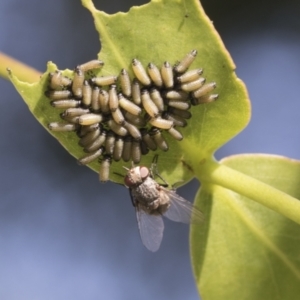 Paropsisterna cloelia at Higgins, ACT - 20 Feb 2021