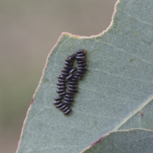 Paropsisterna sp. (genus) at Higgins, ACT - 24 Feb 2021