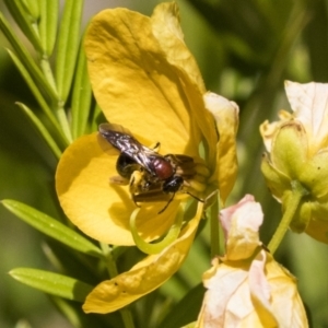 Lasioglossum (Callalictus) callomelittinum at Acton, ACT - 10 Nov 2020 11:36 AM