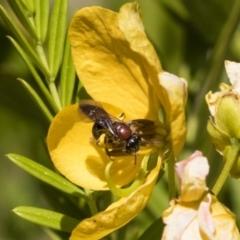 Lasioglossum (Callalictus) callomelittinum at Acton, ACT - 10 Nov 2020 11:36 AM